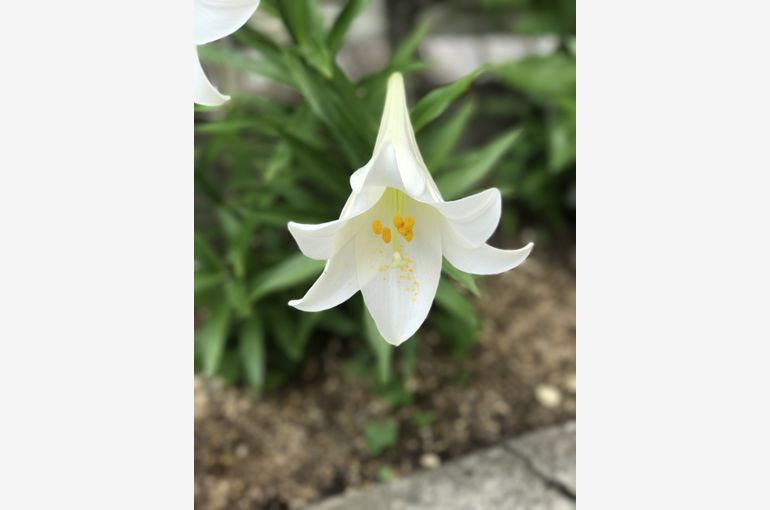 凄いユリ 1122イイ夫婦の日のニャンコの日 猫 予約 Vogue Blog 小川町の美容室 から施術の内容や無添加商品内容をブログで掲載しています