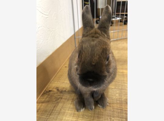 ウサギ