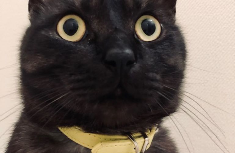 ねこ